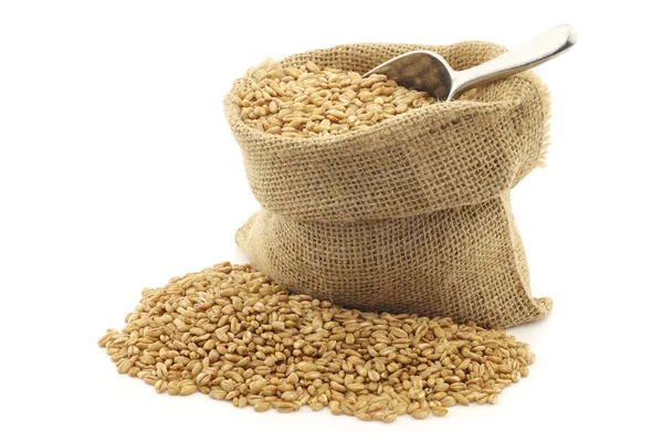 Farro tahıl bir çuval bezi çanta — Stok fotoğraf