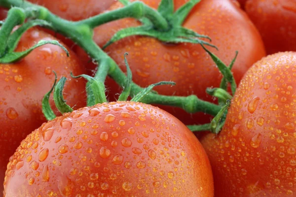 Su damlacıkları ile asma üzerinde domates — Stok fotoğraf