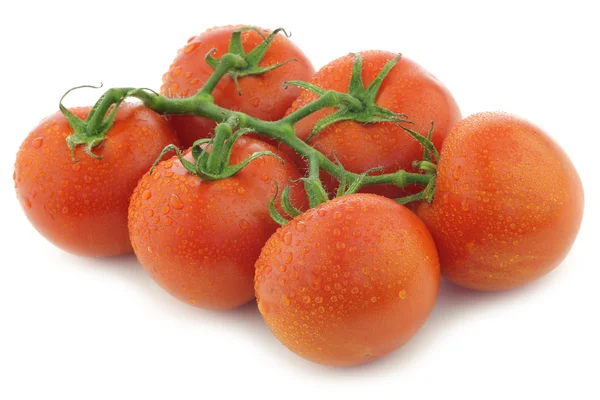 Tomaten am Weinstock — Stockfoto