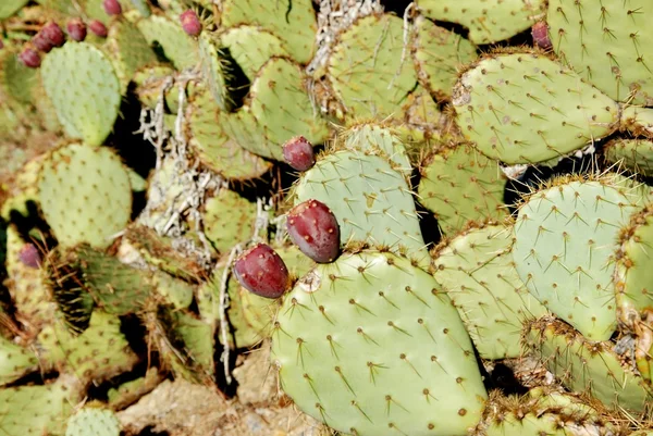 Pêra espinhosa — Fotografia de Stock