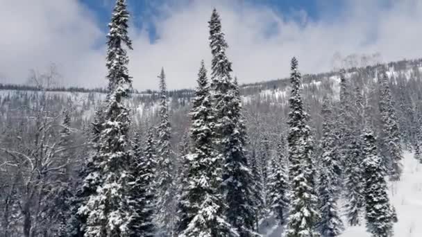 Snötäckta träd växer i en blandskog i bergen på en solig dag — Stockvideo