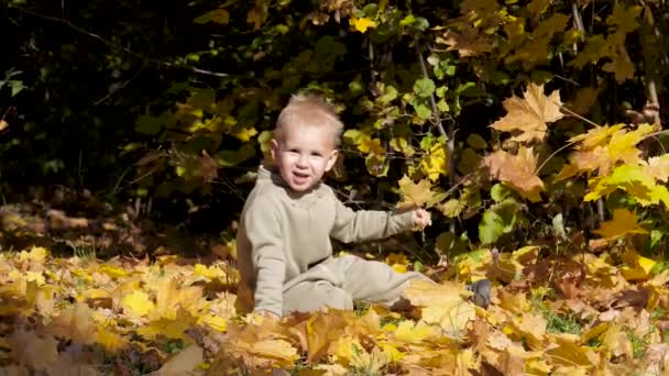 陽気な子供は落ち葉で芝生の上に座っているとメープルリーフで遊んでいます — ストック動画