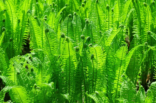 绿色蕨类植物 免版税图库图片