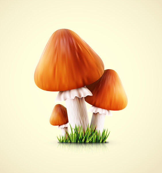 Three mushrooms