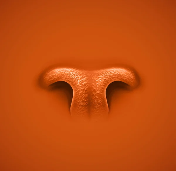 動物の鼻 — ストックベクタ