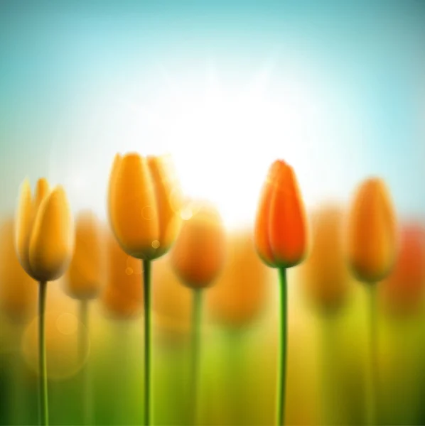 Lente achtergrond met tulpen — Stockvector