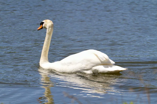 Cisne — Fotografia de Stock