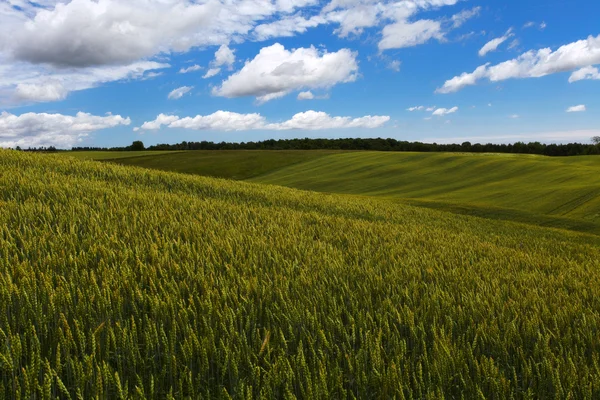 Tarweveld — Stockfoto