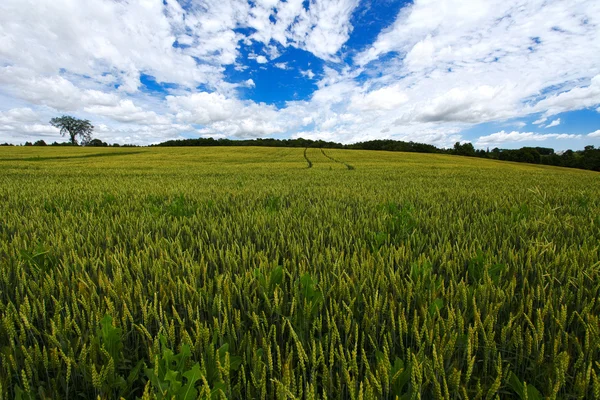 Tarweveld — Stockfoto