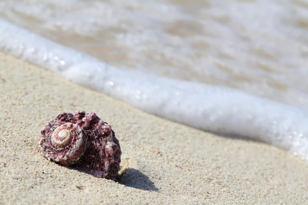 Sea shell — Stock Photo, Image