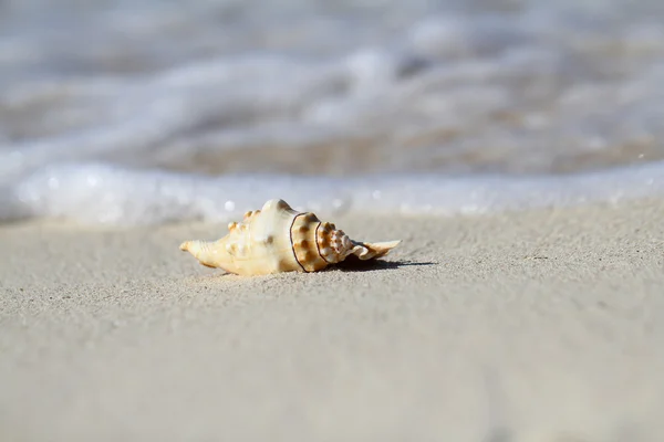 Sea shell — Stock Photo, Image