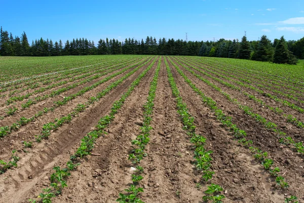 Aardbeienveld — Stockfoto