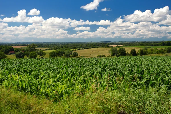 Crop fields vista — Stock Photo, Image