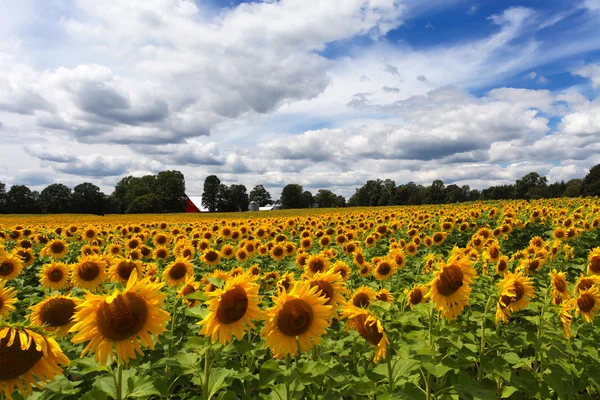 Zonnebloemen — Stockfoto