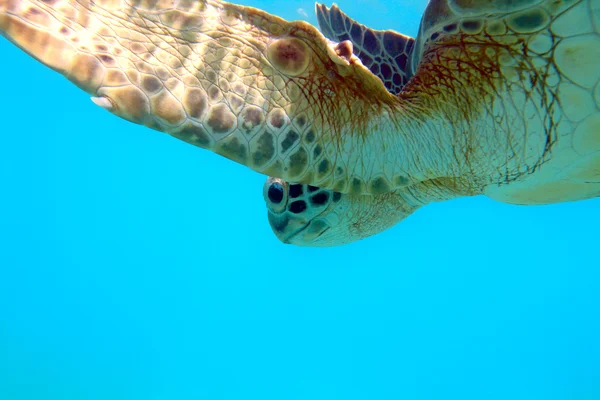 Turtle — Stock Photo, Image