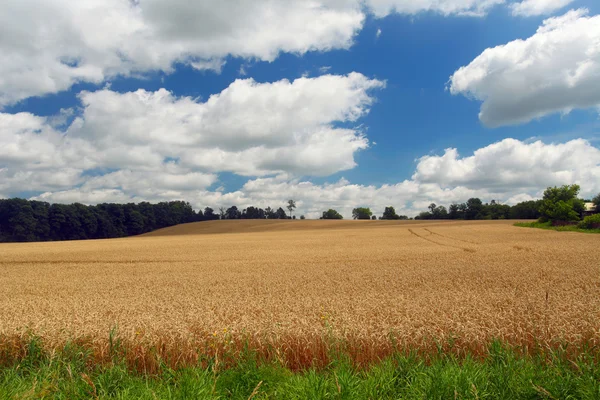 Tarweveld — Stockfoto