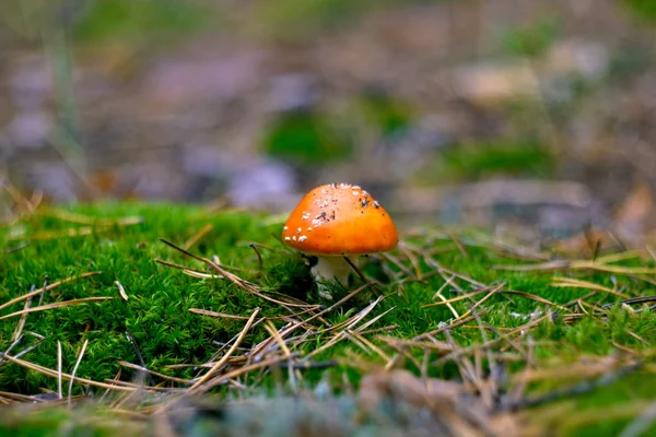 Amanita — Stok Foto