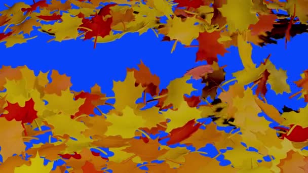 Outono Folhas Outono Fundo Chave Croma Azul Soprando Vento Voando — Vídeo de Stock