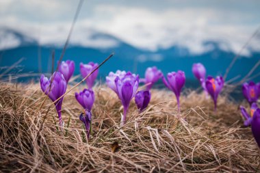 Karpatlar, Ukrayna, Kostrich dağı, safran