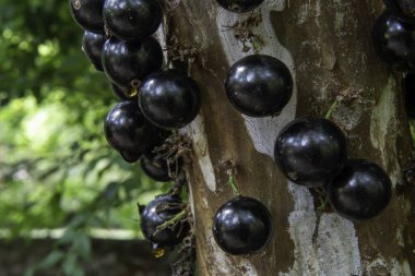 Jabuticaba ağacı Jabuticaba ile dolu Gün boyunca görünen bir meyve bahçesinde