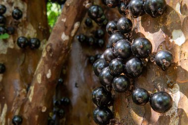 Jabuticaba ağacı Jabuticaba ile dolu Gün boyunca görünen bir meyve bahçesinde