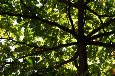 Aşağıdan görünen bir ağacın tepesinde, yapraklar ışığa karşı