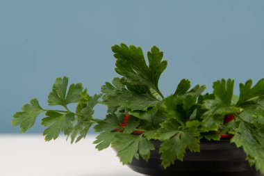 Kimsesiz bir kasede maydanoz..