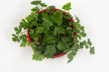 Kimsesiz bir kasede maydanoz..