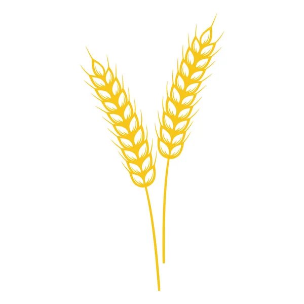 Two spikelet of wheat isolated on white. Vector illustration. — Stock Vector