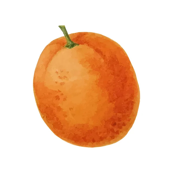 Acquerello frutta arancione. Agrumi. Illustrazione del vettore isolato — Vettoriale Stock