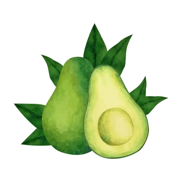 Avocado Aquarell Vektor. Avocado und eine halbe Avocado mit Blättern. — Stockvektor