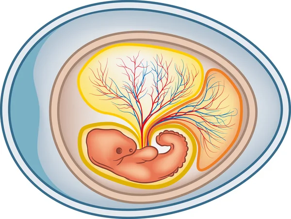 Амниотическое яйцо — стоковый вектор