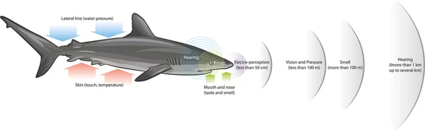 Haai zintuigen — Stockvector