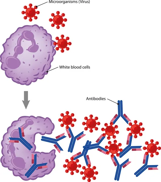 Odpowiedzi immunologicznej — Wektor stockowy