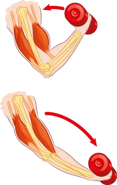 Antagonistischer Mussel — Stockvektor