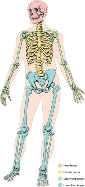 Esqueleto humano — Vector de stock