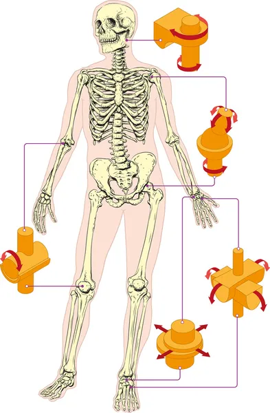 Articulaciones — Archivo Imágenes Vectoriales