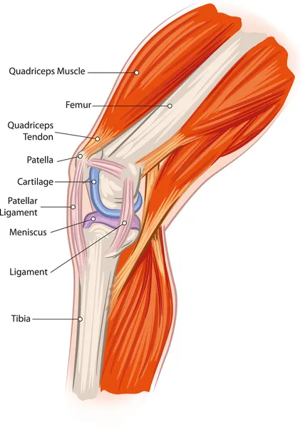 Anatomie van de knie — Stockvector