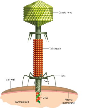 Bacteriophage clipart