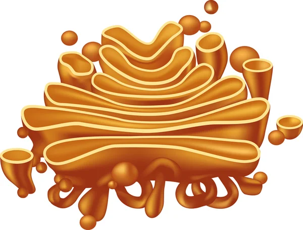 Complesso Golgi — Vettoriale Stock