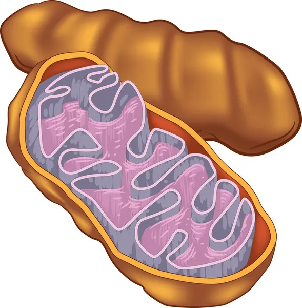 Mitocondrias — Archivo Imágenes Vectoriales