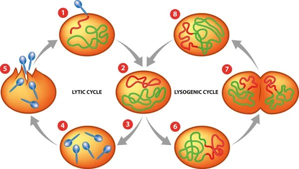 Ciclo lítico y lisogénico — Archivo Imágenes Vectoriales