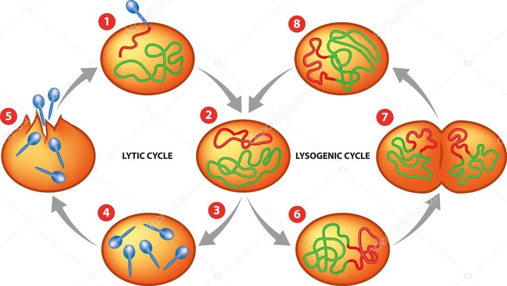 Lytic and Lysogenic cycle