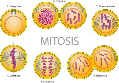 Mitosis clipart