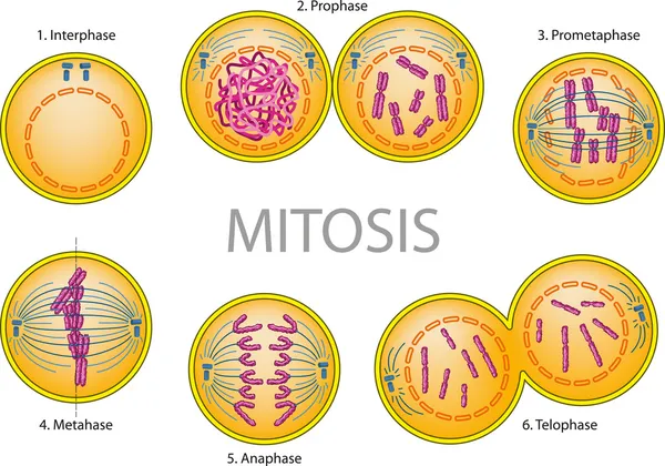 Mitose — Stockvektor