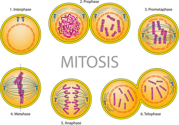 Mitosis