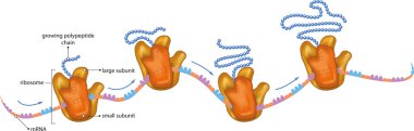 Ribosomes clipart