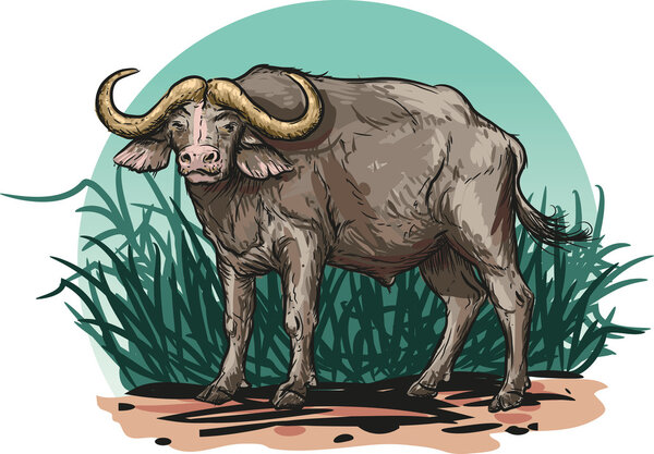 African buffalo