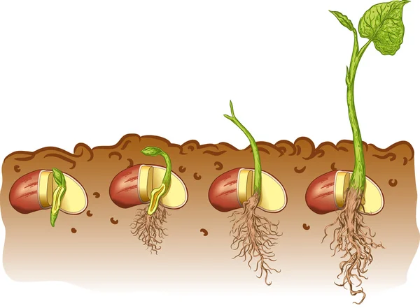 Bean seed — Stock Vector