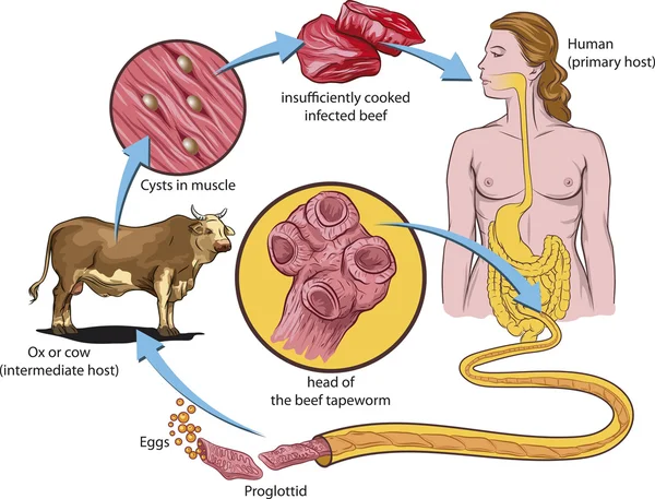 Tapeworm life cycle — Stock Vector